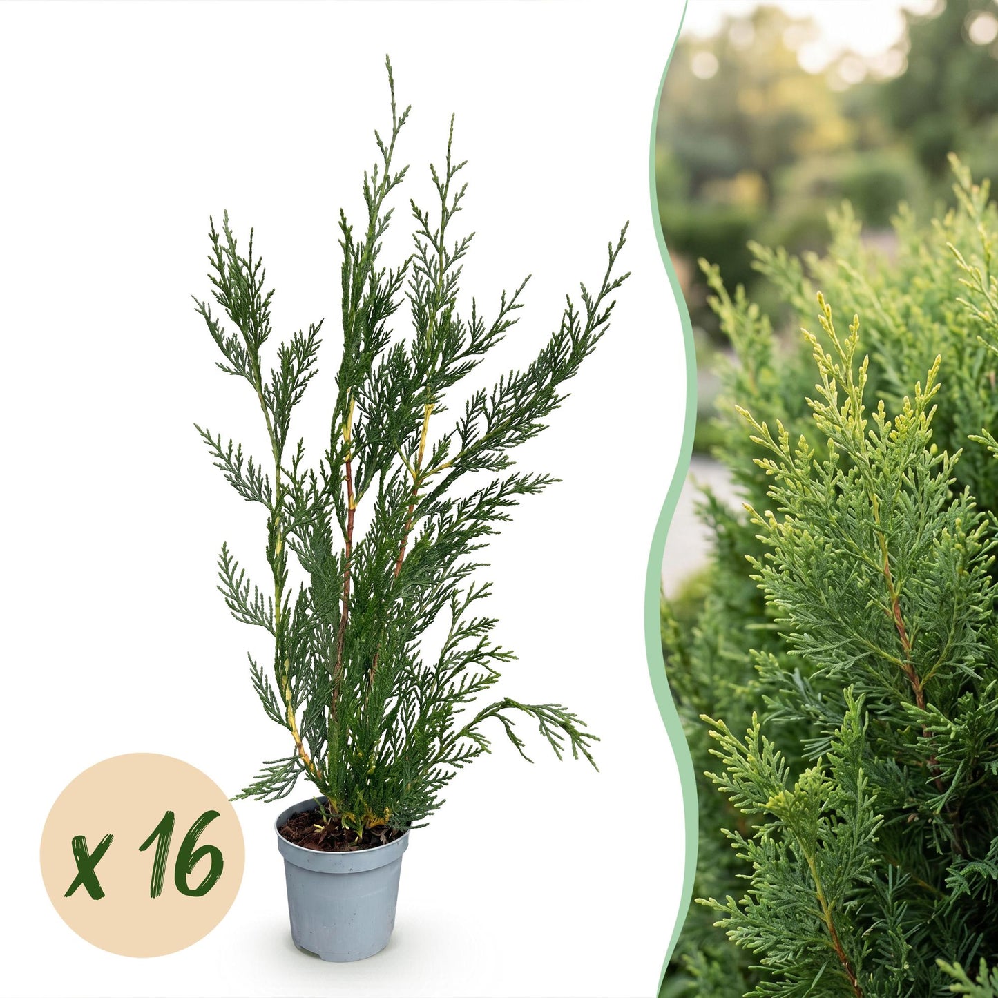Green boutiQ - 16x Cupressocyparis leylandii 2011 - Leylandii - Piante da siepe - Sempreverde - Verde - Vaso 9cm - Altezza 30-40cm