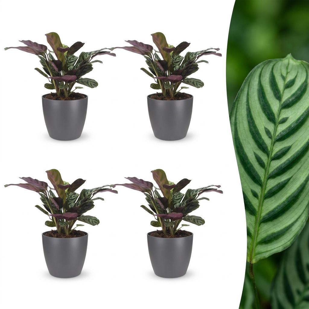 Ctenanthe Burle-Marxii - Fishbone Prayer Plant - 4 Plants - with Grey Pot - Pot 12cm - Height 30cm
