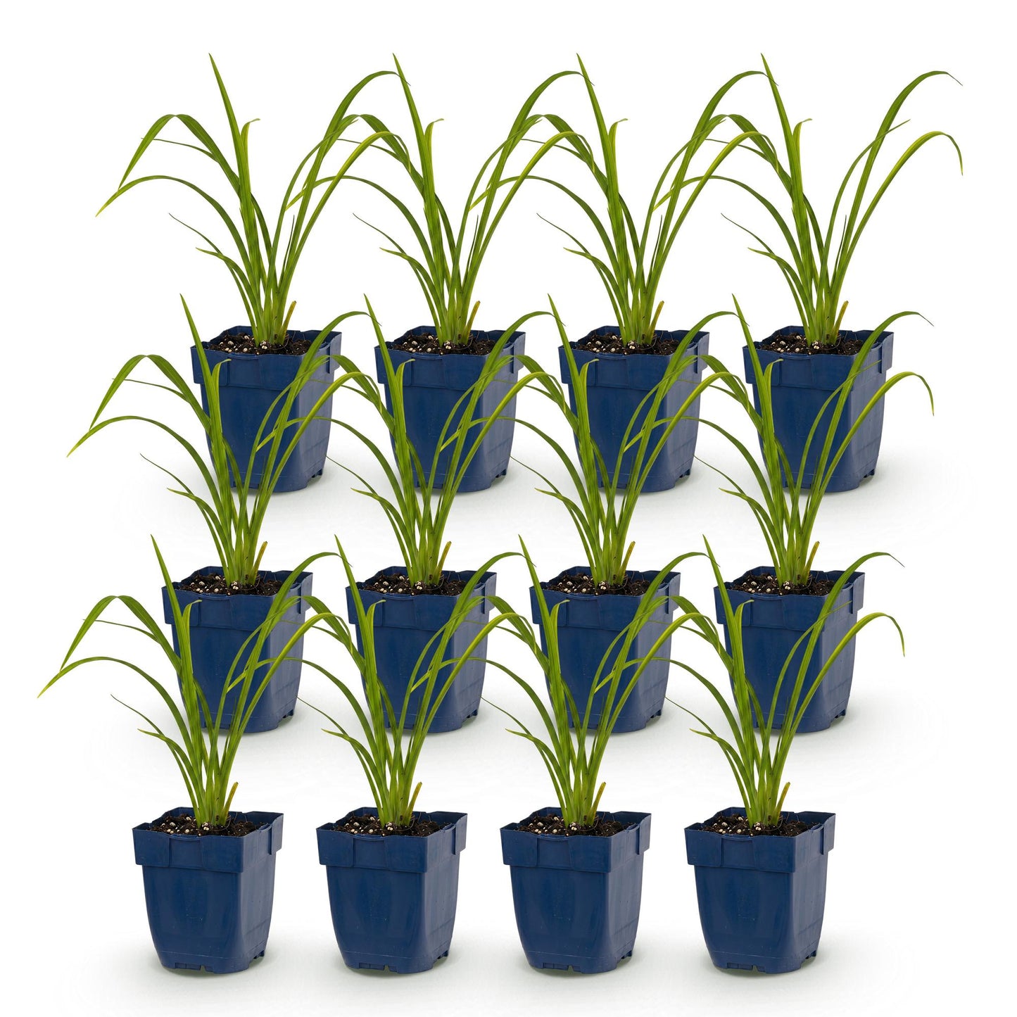 Green boutiQ - Plante vivace - Hemerocallis Mauna Loa - Hémérocalle - Attire les abeilles et les papillons - Orange - 12 Plantes - Pot 11cm - Hauteur 15-25cm