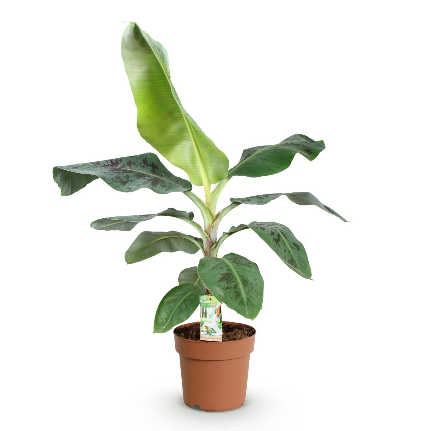 Green is... Houseplants - Musa acuminata Dwarf Cavendish - Banana plant - Low maintenance - Green - 1 Plant - Pot 21cm - Height 70-75cm
