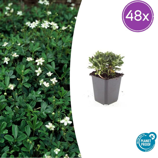 48x Potentilla tridentata 'Nuuk' - ↕10-25cm - Ø9cm