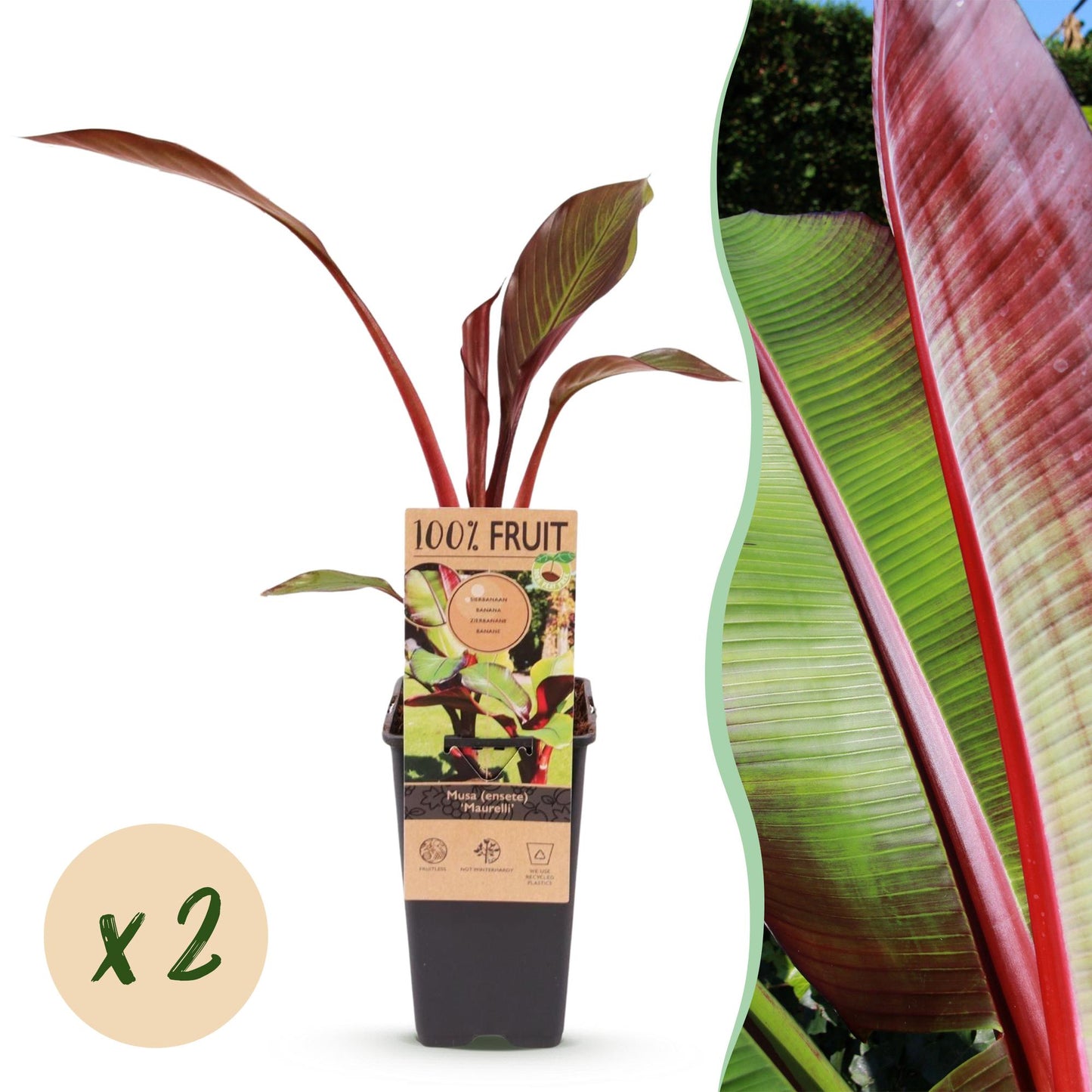 Fruiting Plant - Musa ensete Maurelli - Banana Tree - Winter Hardy - Red-Green - 2 Plants - 15cm Pot - 50cm Height