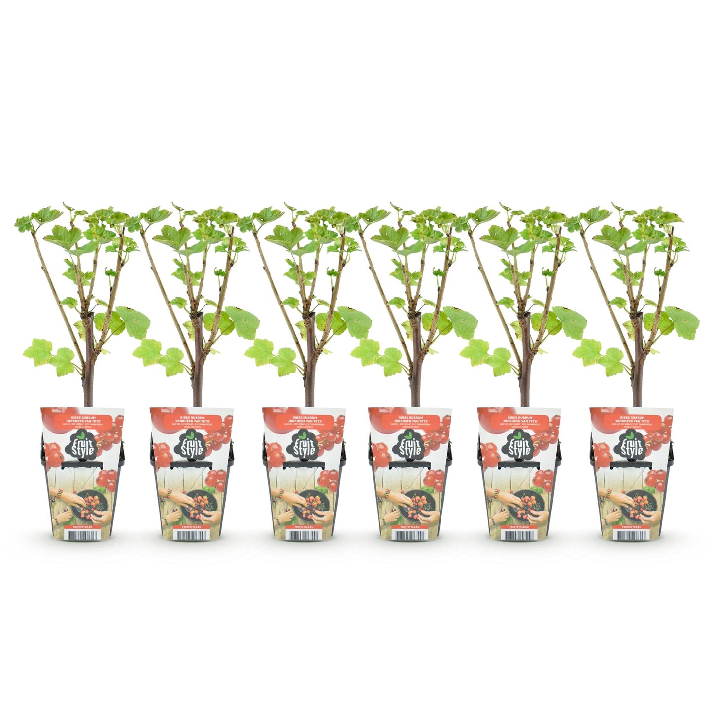 Fruitplanten - Rode Bes - Ribes rubrum Jonkheer van Tets  - Winterhard - 6 Planten - Pot 9 cm - Rode Bes