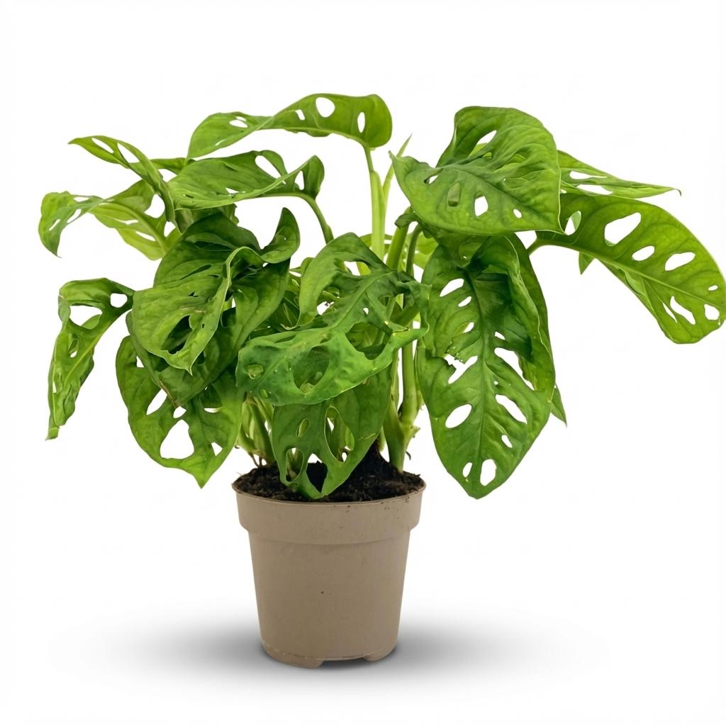 Monstera Adansonii Monkey Mask - Ø 12 cm - Altezza: 25-35 cm