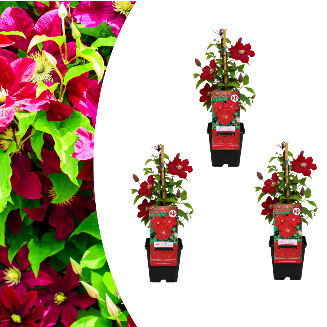 3x Clematis 'Rouge Cardinal' – P9 pot – beautiful red-flowering climbing plant