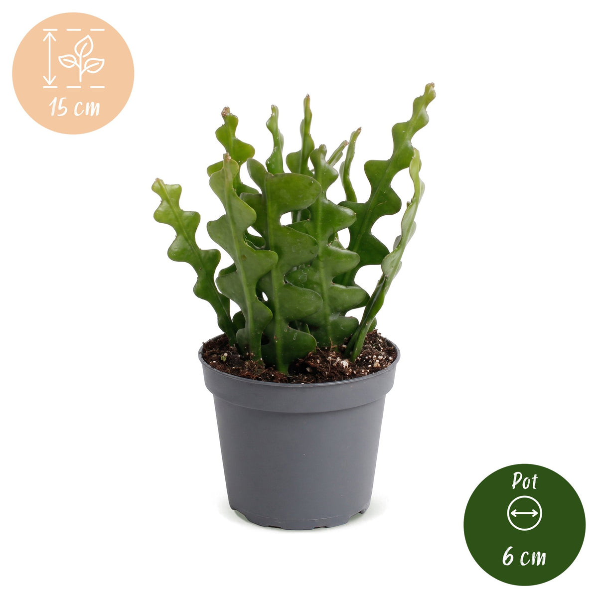 Epiphyllum Anguliger - Koningin van de Nacht - Zigzagcactus - Ø6cm - ↕15cm
