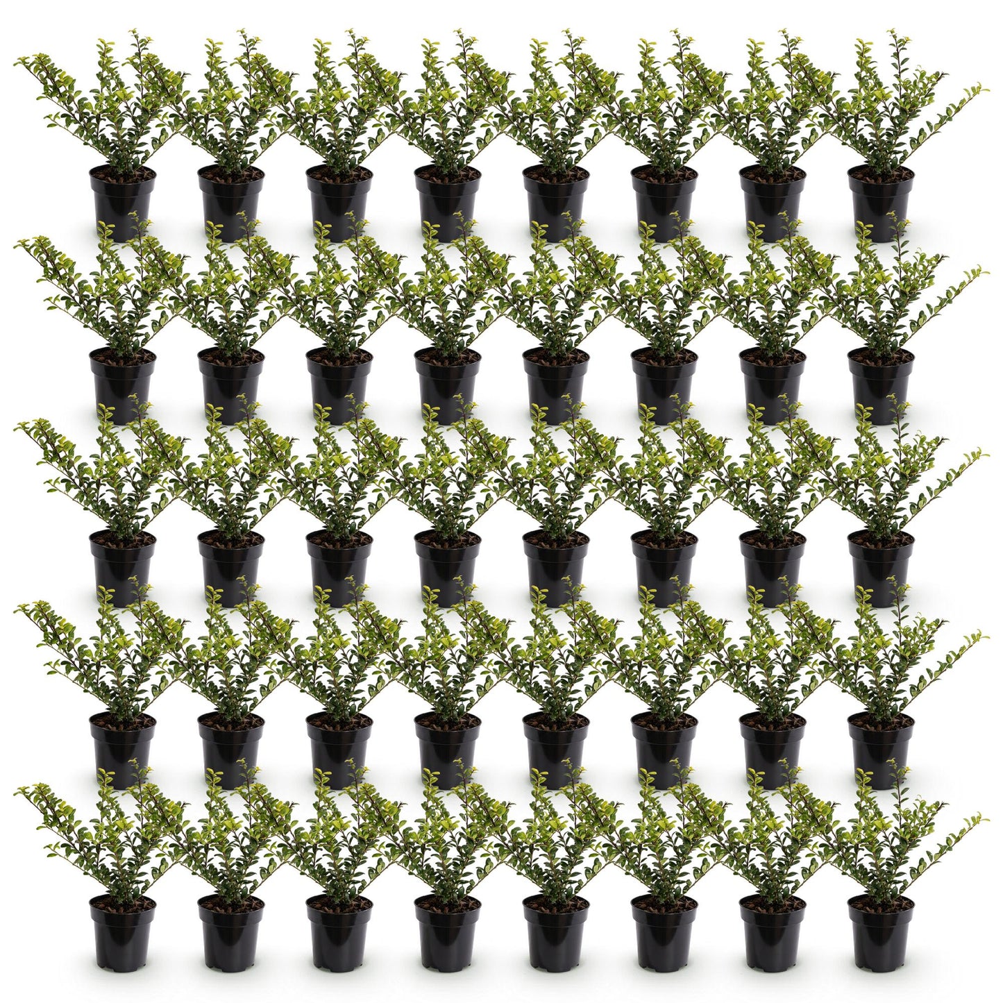 40x Ilex crenata Golden Gem - Japanse Hulst - Haagplanten - Groenblijvend - Geel - Pot 9cm - Hoogte 20-30cm