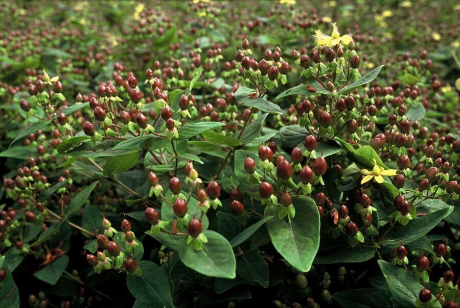 48x Hypericum inodorum - ↕10-25cm - Ø9cm