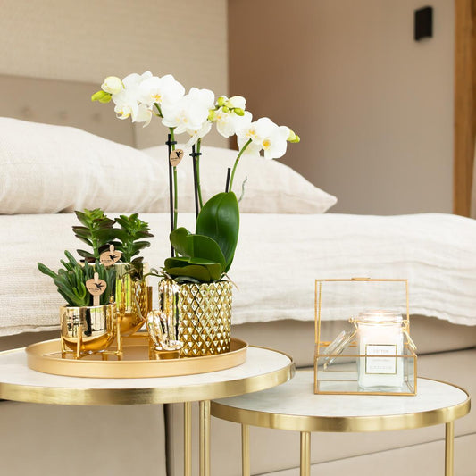 Kolibri Orchids | orchidea Phalaenopsis bianca – Amabilis + vaso decorativo Diamond color oro – dimensioni del vaso Ø9cm | pianta da appartamento fiorita in vaso - fresca dal coltivatore