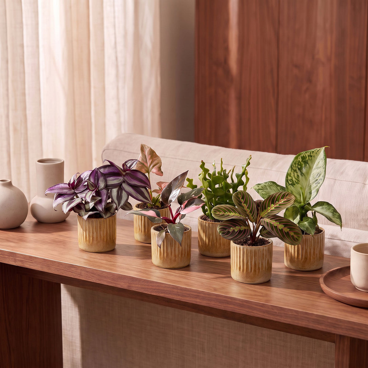 6x Baby Plant Surprise Box - Assorted - Tropical - incl. Linnea Honey - Ø6cm - ↕5-15cm