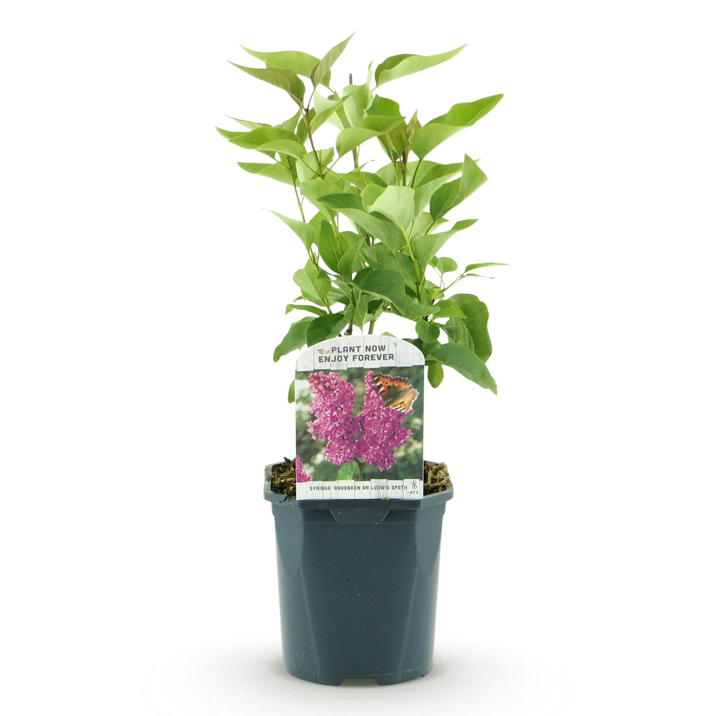 Garden plant - Syringa vulgaris Ludwig Spath - Common Lilac - Hardy - Purple - 1 Plant - Pot 17cm - Height 45cm