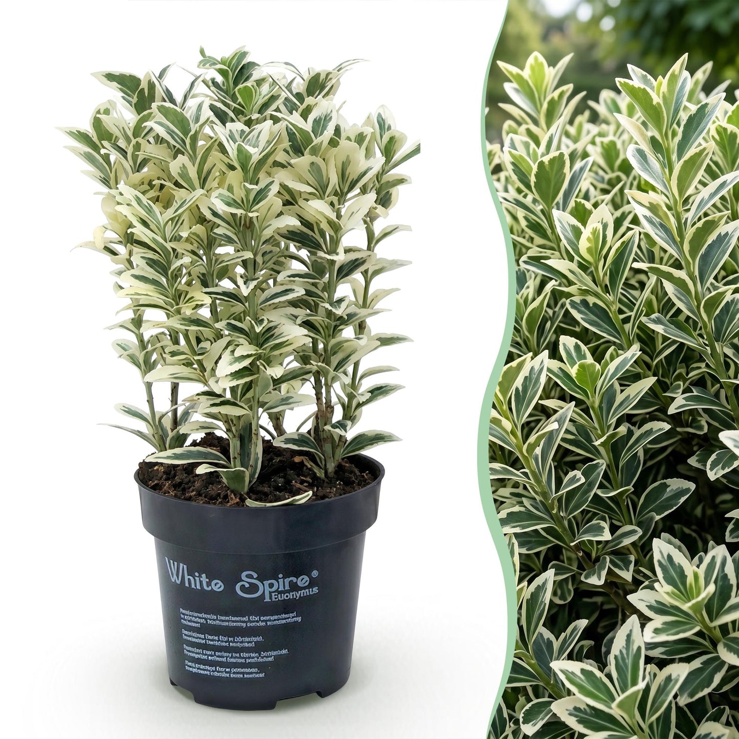 Green boutiQ - 24x Euonymus japonicus White Spire - Spindle Tree - Hedge Plants - Evergreen - White - Green - Pot 9cm - Height 20-30cm