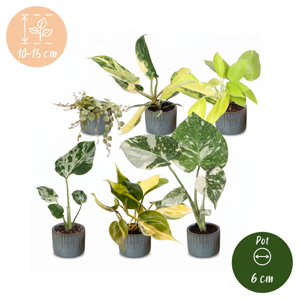 6x Baby Tropical Mix - Assorted - Tropical - incl. Linnea Misty Blue - Ø6cm - ↕10-15cm