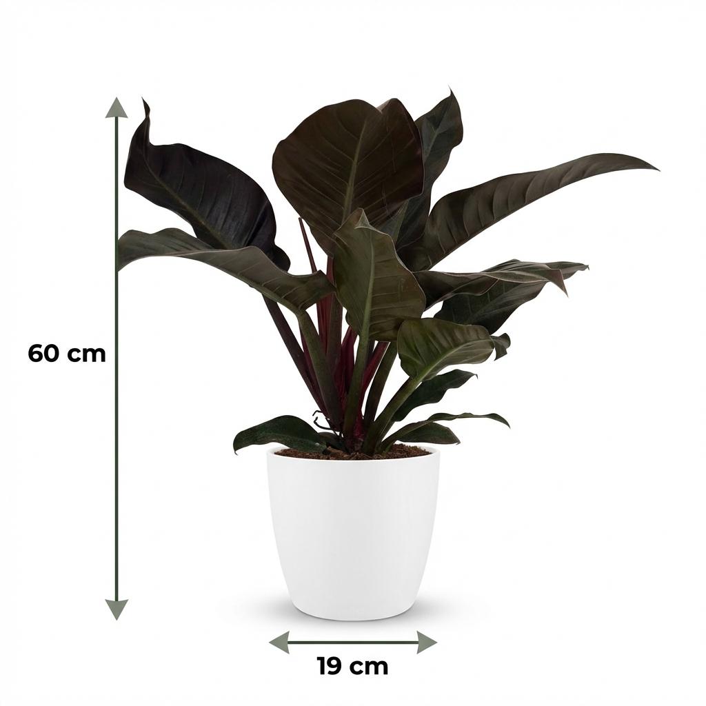 Green boutiQ - Indoor Plant - Philodendron - Philodendron Imperial Red - Red - Low Maintenance - 1 Plant - with Potter White - Pot 19cm - Height 60cm