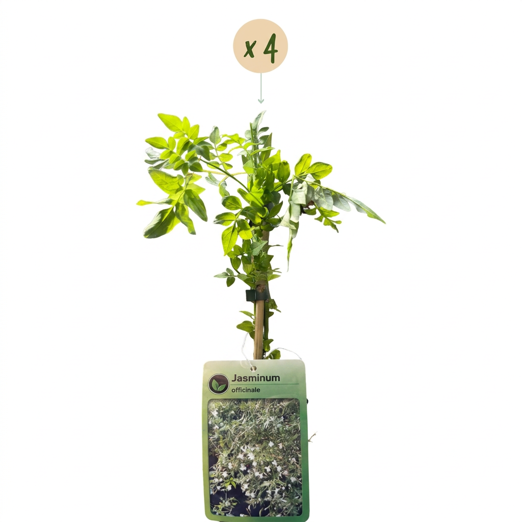 4x Jasminum officinale - Echte jasmijn - Wit - Klimplant - Ø9cm - ↕35cm