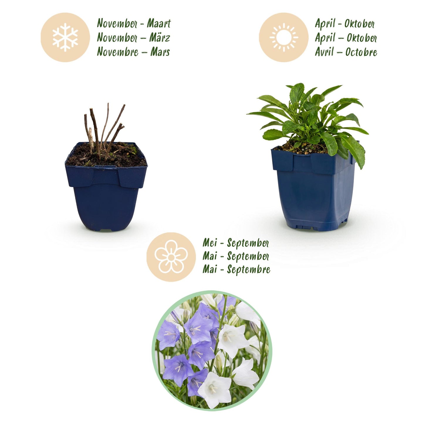 Green boutiQ - Plante vivace - Campanula persicaria Duo - Cloche de pêcher - Attire les abeilles et les papillons - Bleu - Blanc - 6 Plantes - Pot 11cm - Hauteur 15-25cm