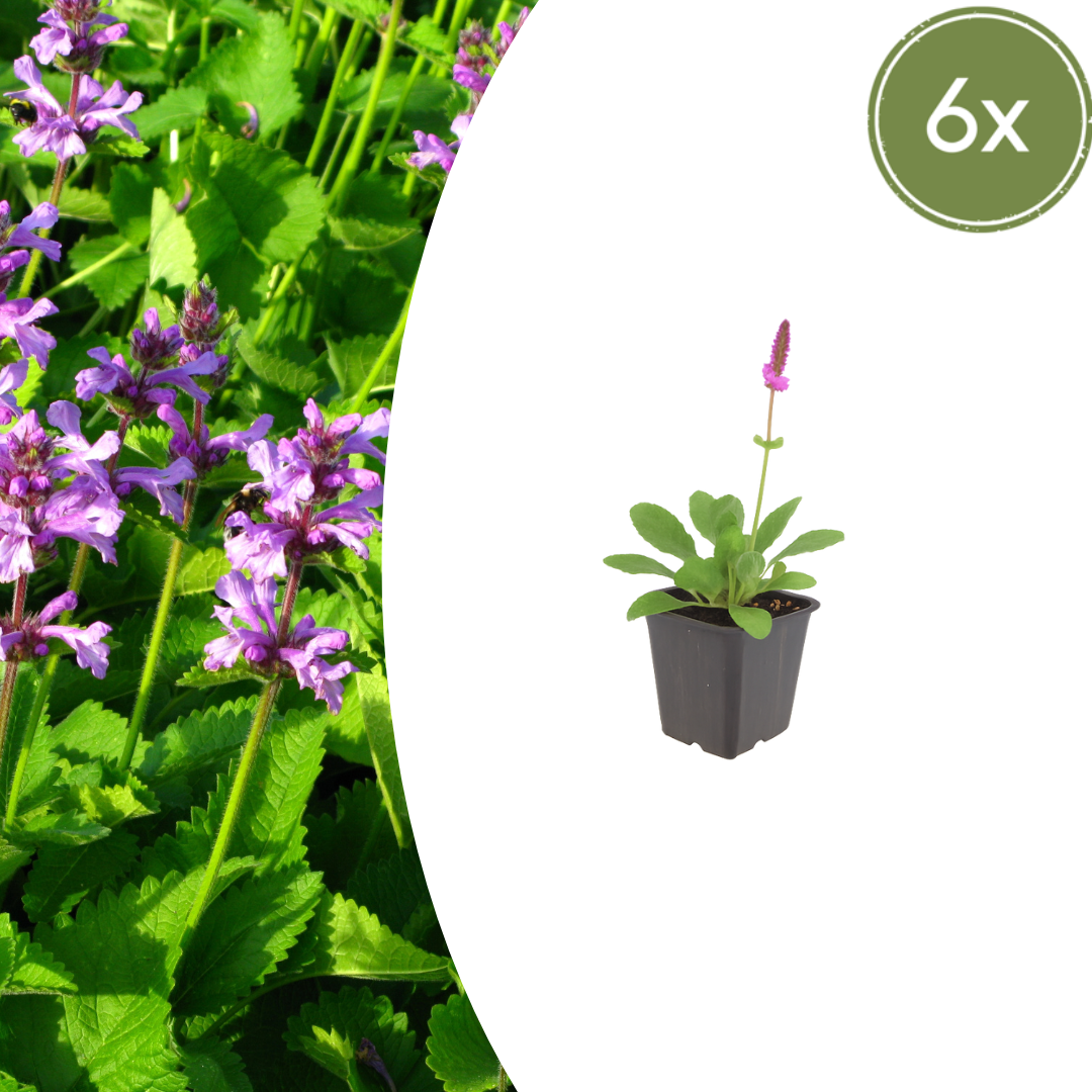 6x Stachys lun. 'Hummelo' - ↕10-25cm - Ø9cm