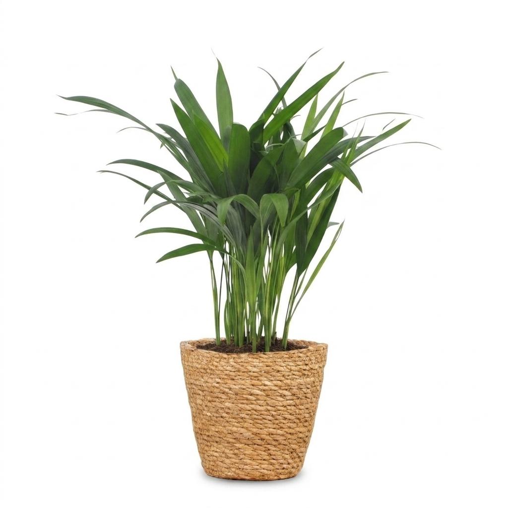 Areca Lutescens - Goudpalm - 1 Plant - met Mand - Pot 12cm - Hoogte - 45cm
