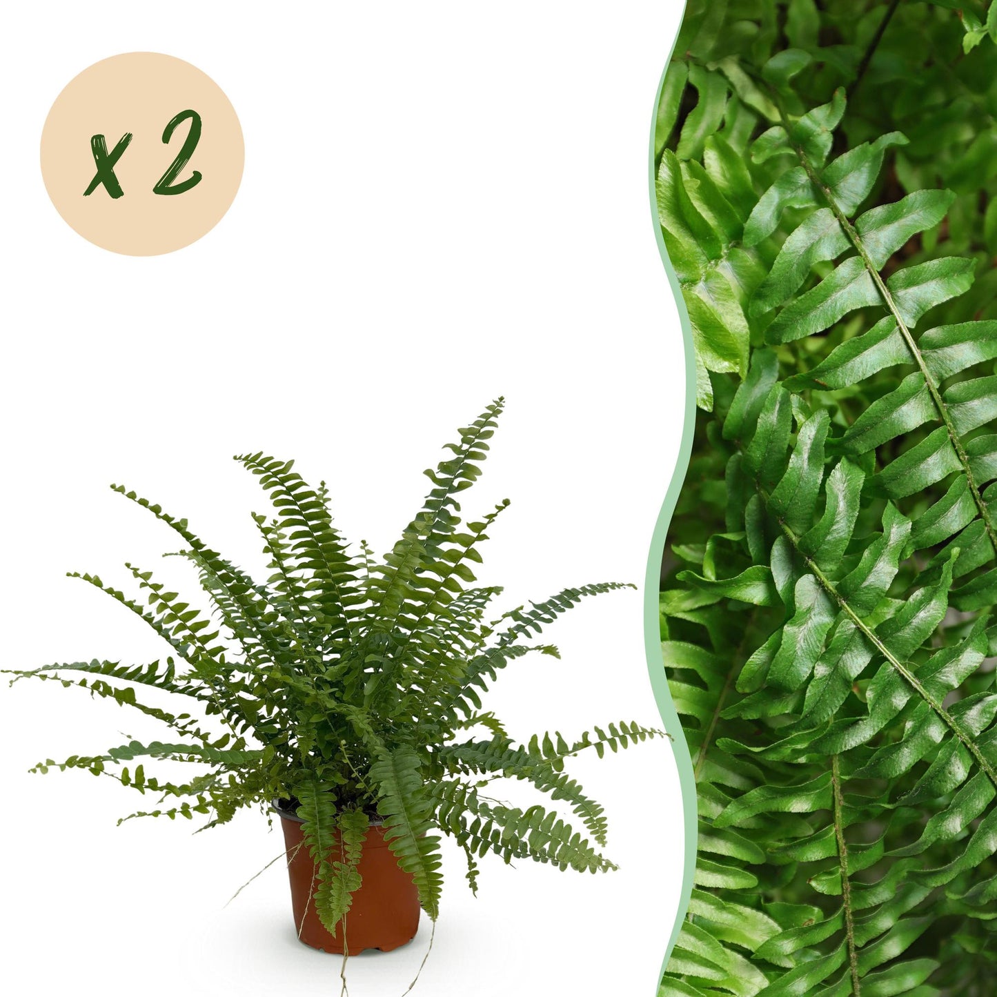 Green boutiQ - Houseplant - Nephrolepsis exaltata Green Lady - Fern - Pet-friendly - Green - 2 Plants - 12cm Pot - Height 28-30cm