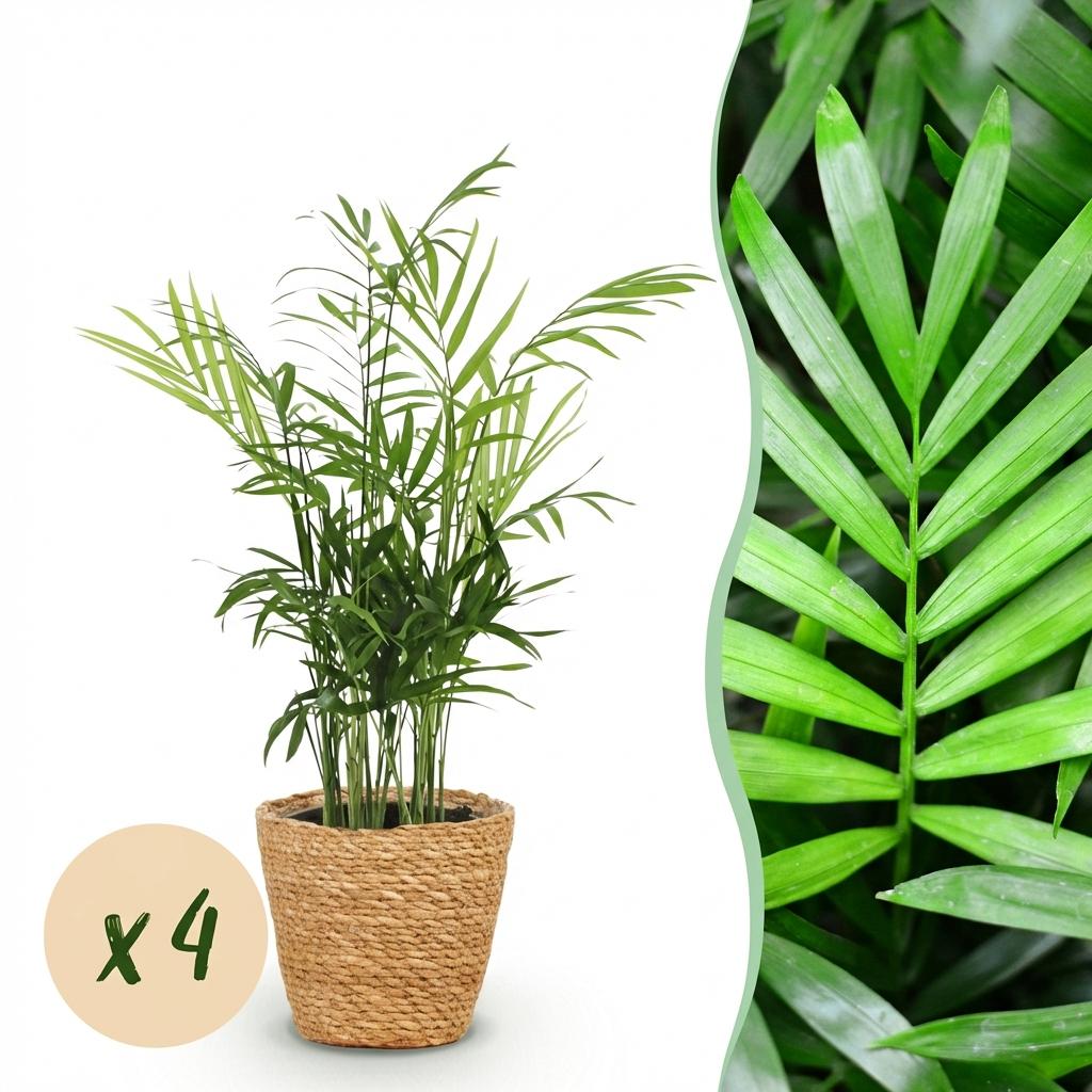Green boutiQ - Houseplant - Chamaedorea elegans - Gold Palm - Pet-Friendly Plant - Green - 4 Plants - with Basket - Pot 12cm - Height 15cm