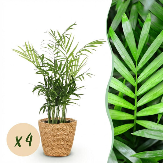 Green boutiQ - Houseplant - Chamaedorea elegans - Gold Palm - Pet-Friendly Plant - Green - 4 Plants - with Basket - Pot 12cm - Height 15cm