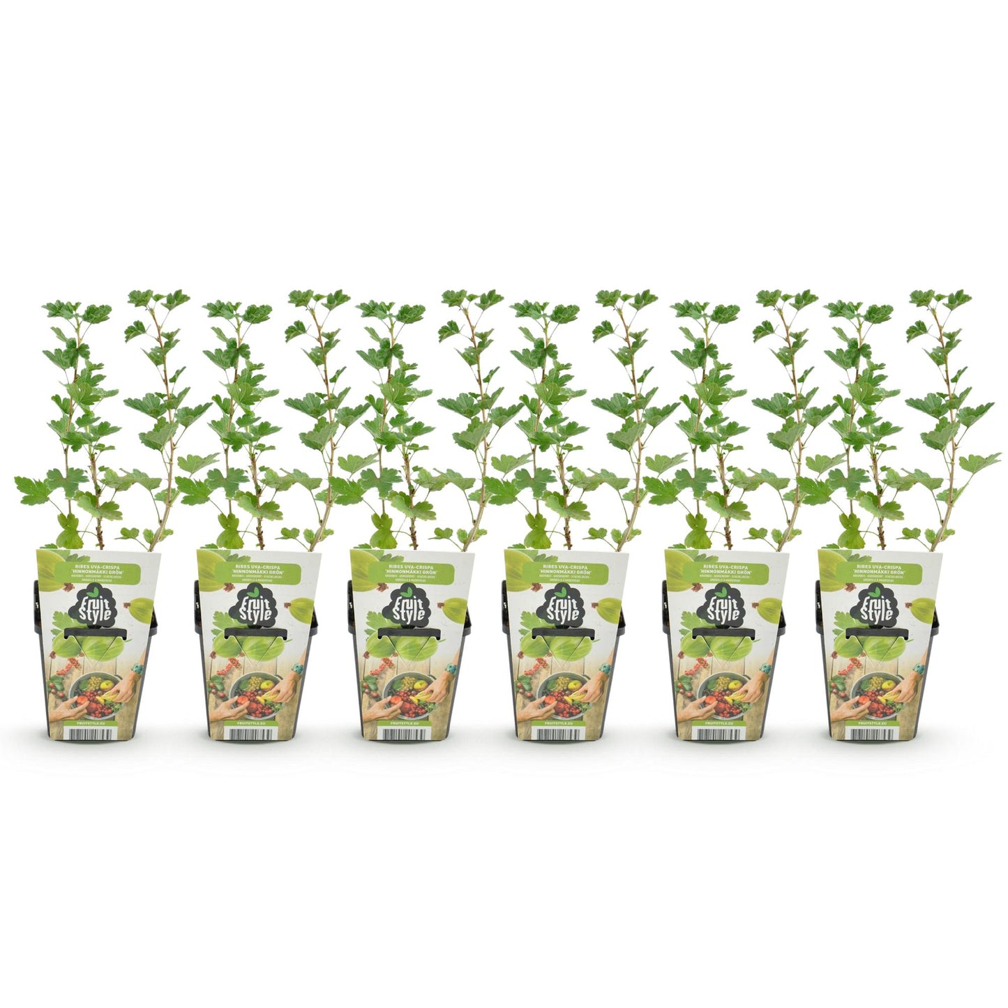 Fruitplanten - Kruisbes - Ribes uva-crispa Hinnonmaki Grun - Winterhard - 6 Planten - Pot 9 cm - Groene Bes