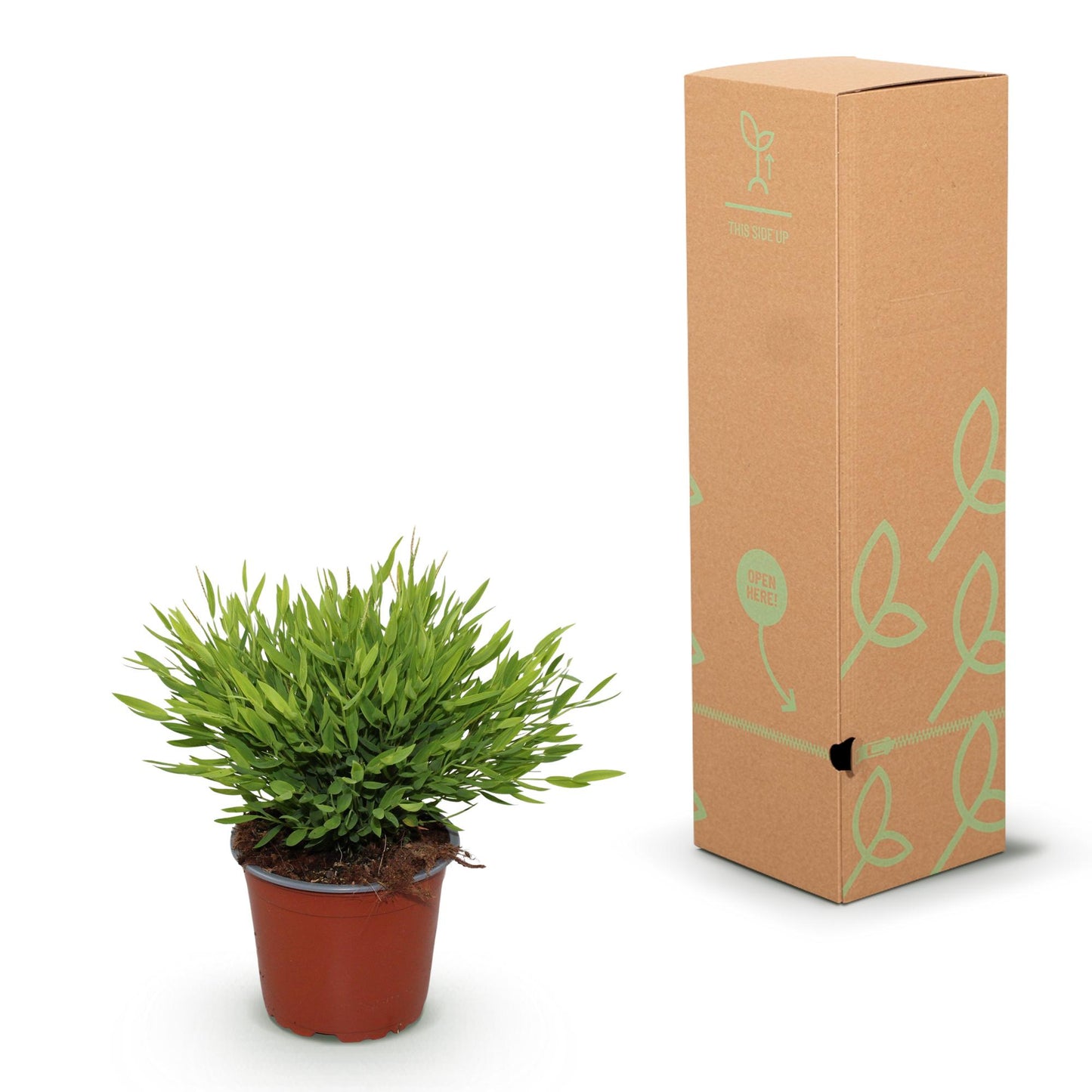 Green boutiQ - Houseplant - Bamusa Pogonatherum Monica - Bamboo Grass - Pet Friendly - Green - 2 Plants - 12cm Pot - Height 30-35cm