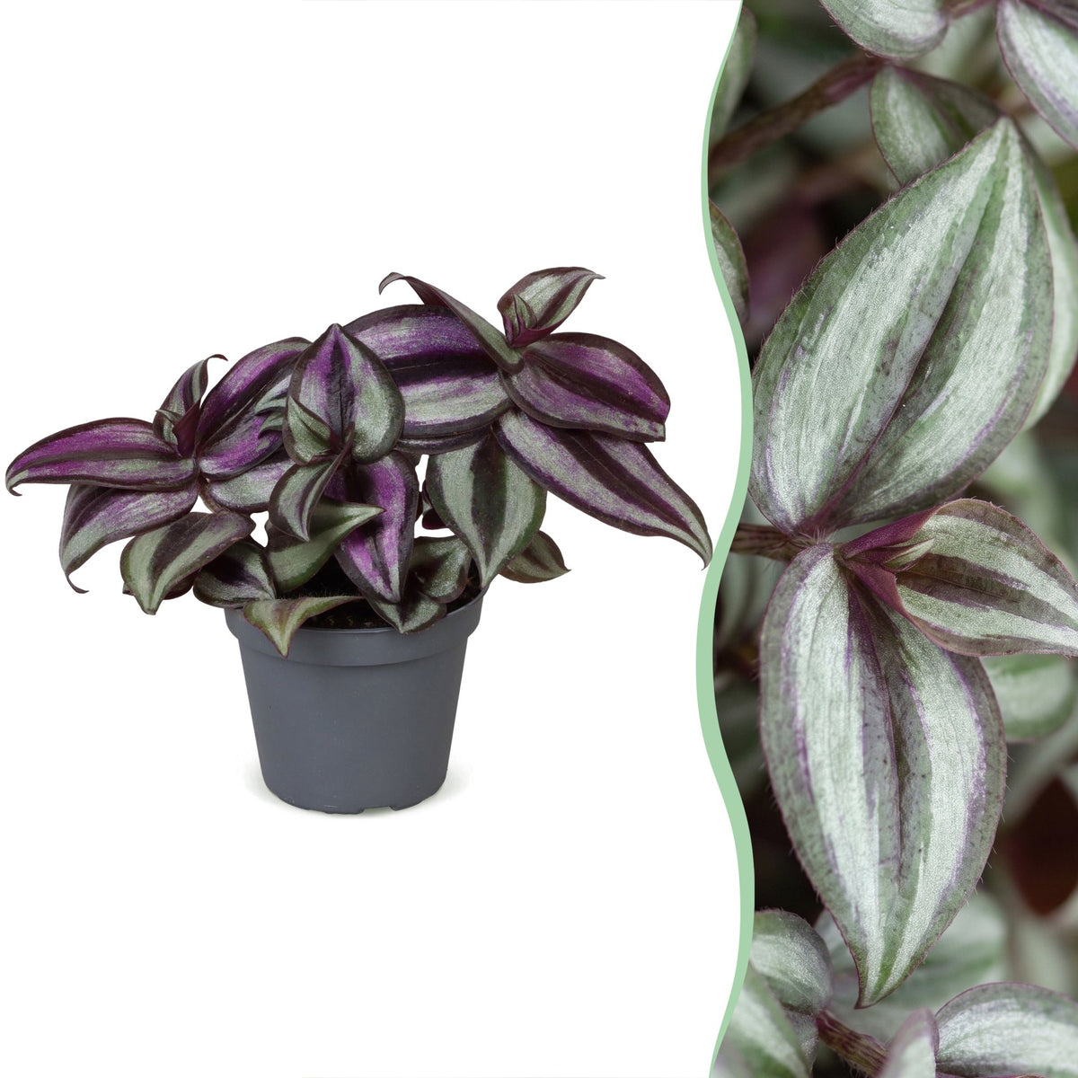 Tradescantia Zebra Pink Joy - Tradescantia Zebra Pink Joy - Paars - Roze - Tropisch - Ø6cm - ↕5cm