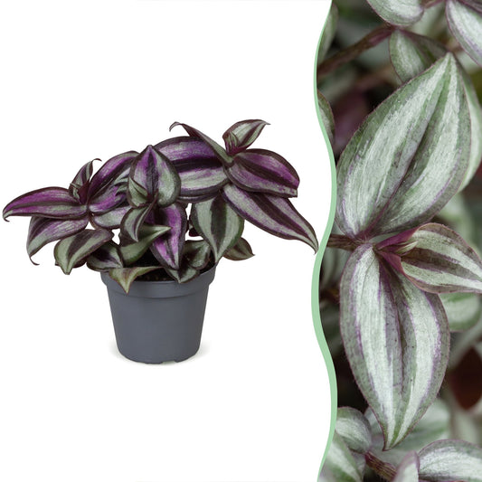 Tradescantia Zebra Pink Joy - Tradescantia Zebra Pink Joy - Viola - Rosa - Tropicale - Ø6cm - ↕5cm