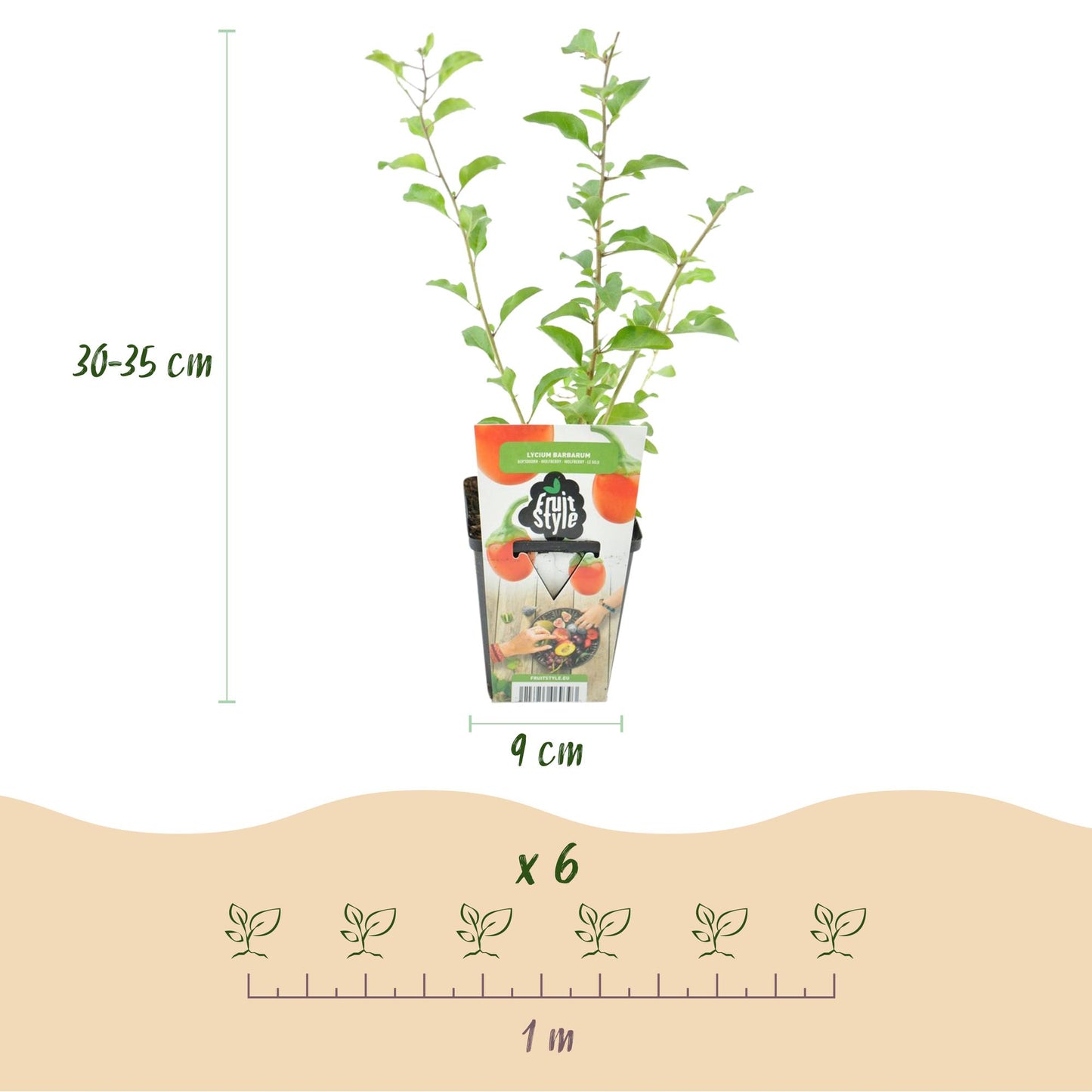 Fruit Plants - Goji Berries - Lycium Barbarum - Hardy - 3 Plants - 9 cm Pot - Orange - Red Fruit