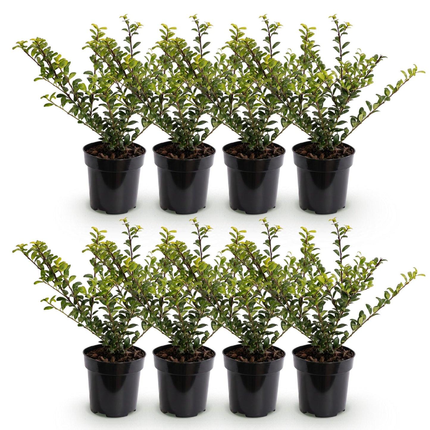 8x Ilex crenata Golden Gem - Japanse Hulst - Haagplanten - Groenblijvend - Geel - Pot 9cm - Hoogte 20-30cm