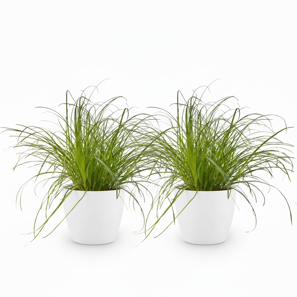 Houseplant - Cyperus alternifolius Zumula - Cat Grass - Pet-Friendly Plant - Green - 2 Plants - with White Pot - Pot 12cm - Height 20cm