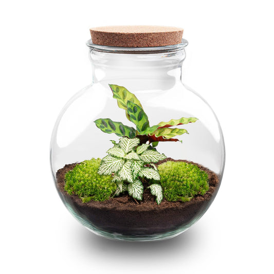 DIY Plant terrarium (with light) - Teddy - Ø 25 cm ↑ 26.5 cm - No tools