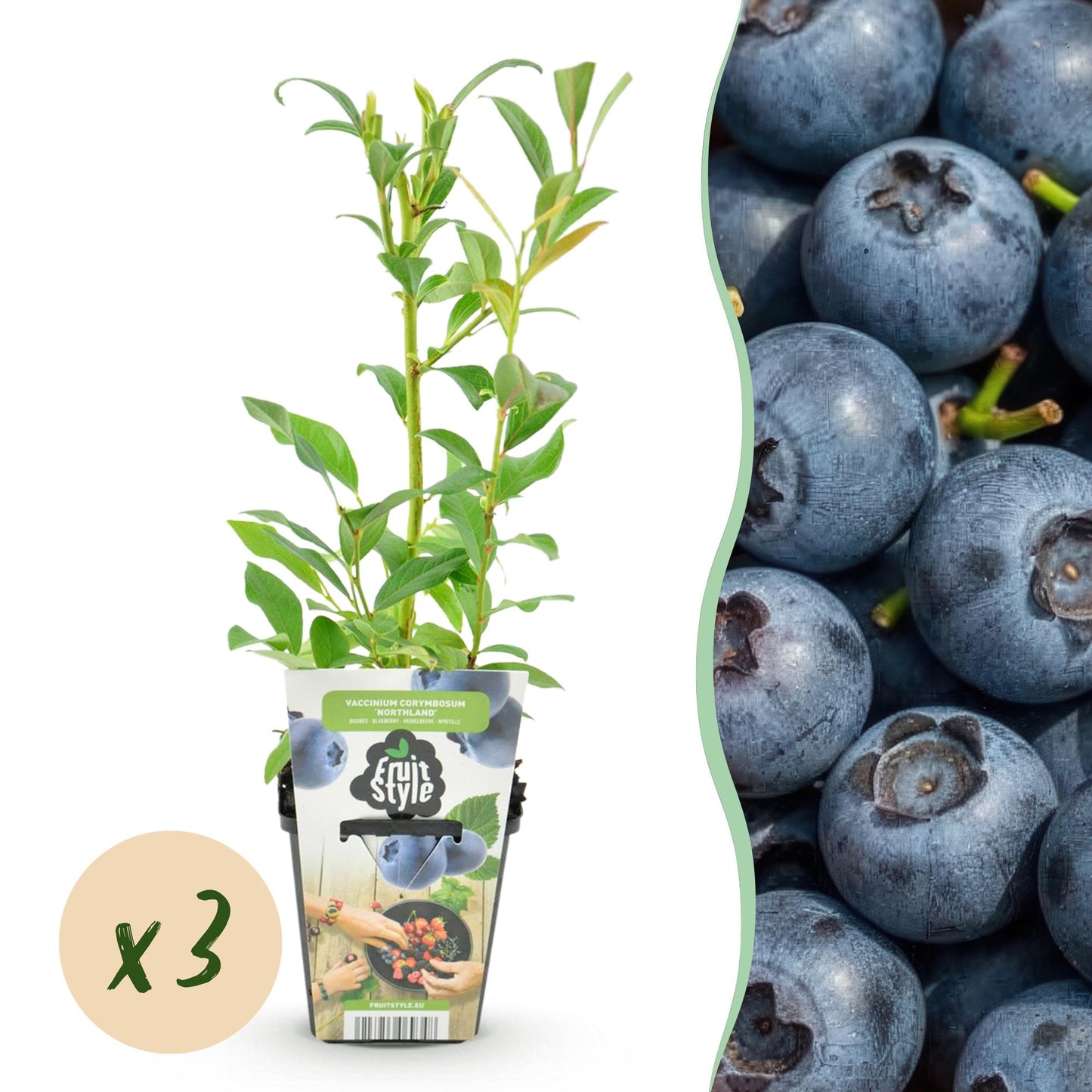 Green boutiQ - Fruit plants - Blueberry - Vaccinium corymbossum Northland - Winter hardy - 3 plants - 9 cm pot - Blueberry