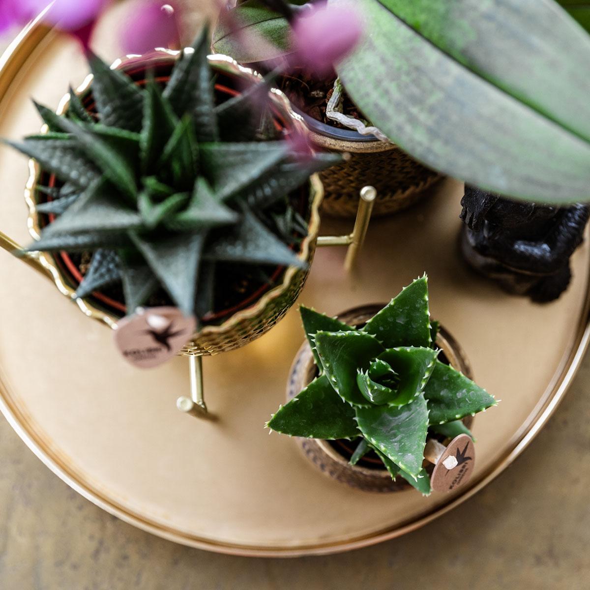 Compagnia di colibrì | Set regalo Hotel Chic | Set di piante con orchidea Phalaenopsis viola e piante grasse, incl. vasi decorativi in ​​ceramica