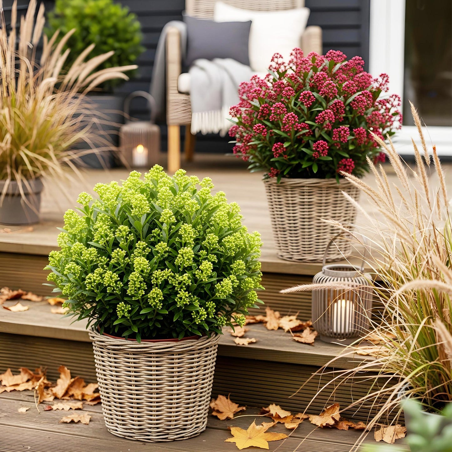 Patio Plant - Skimmia japonica Duo - White & Red Flowers - 40+ Flowers - 2 Plants - Winter Hardy - Pot 19cm Height 60cm