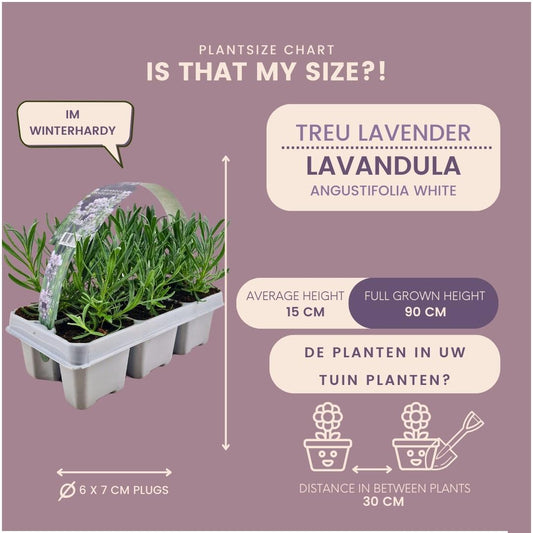 Confezione da 12 x 6 Lavanda angustifolia bianca - 72 x Ø7 cm - ↕15 cm 