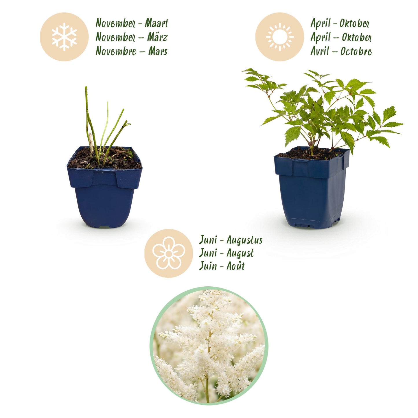 Perennial - Astilbe (J) Germany - False Spirea - Shade - White - 3 Plants - Pot 11cm - Height 15-25cm
