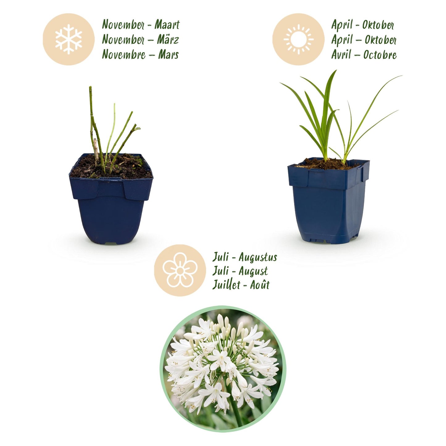 Vasteplant - Agapanthus africanus Albus - Afrikaanse Lelie - Bijen en Vlinderlokkers - Wit - 3 Planten - Pot 11cm - Hoogte 15-25cm