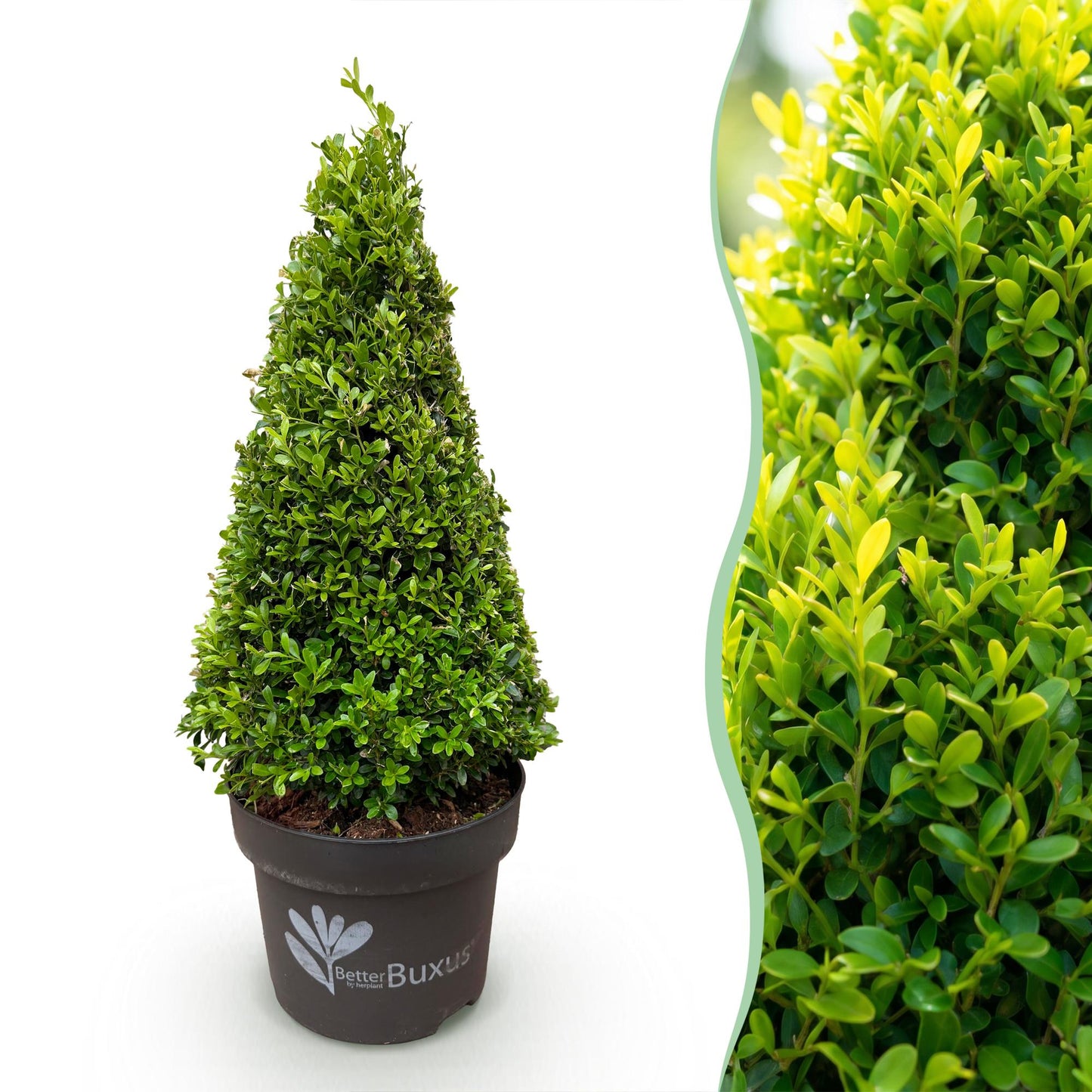 Buxus Pyramid - BetterBuxus Skylight - Resistant to Box Blight - 2 Plants - Pot 23cm Height 60-70cm