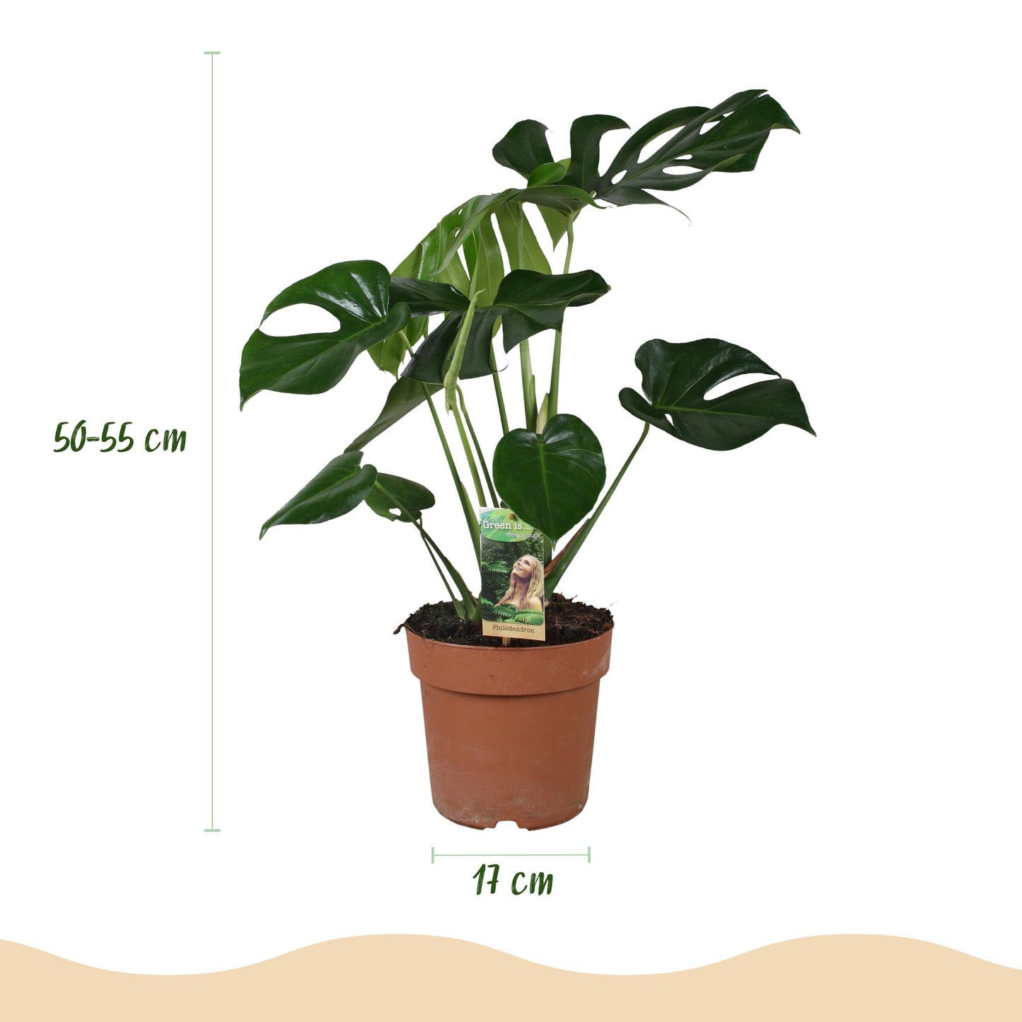 Green is... Houseplants - Monstera Deliciosa - Swiss Cheese Plant - Low maintenance - Green - 1 Plant - Pot 17cm - Height 50-55cm