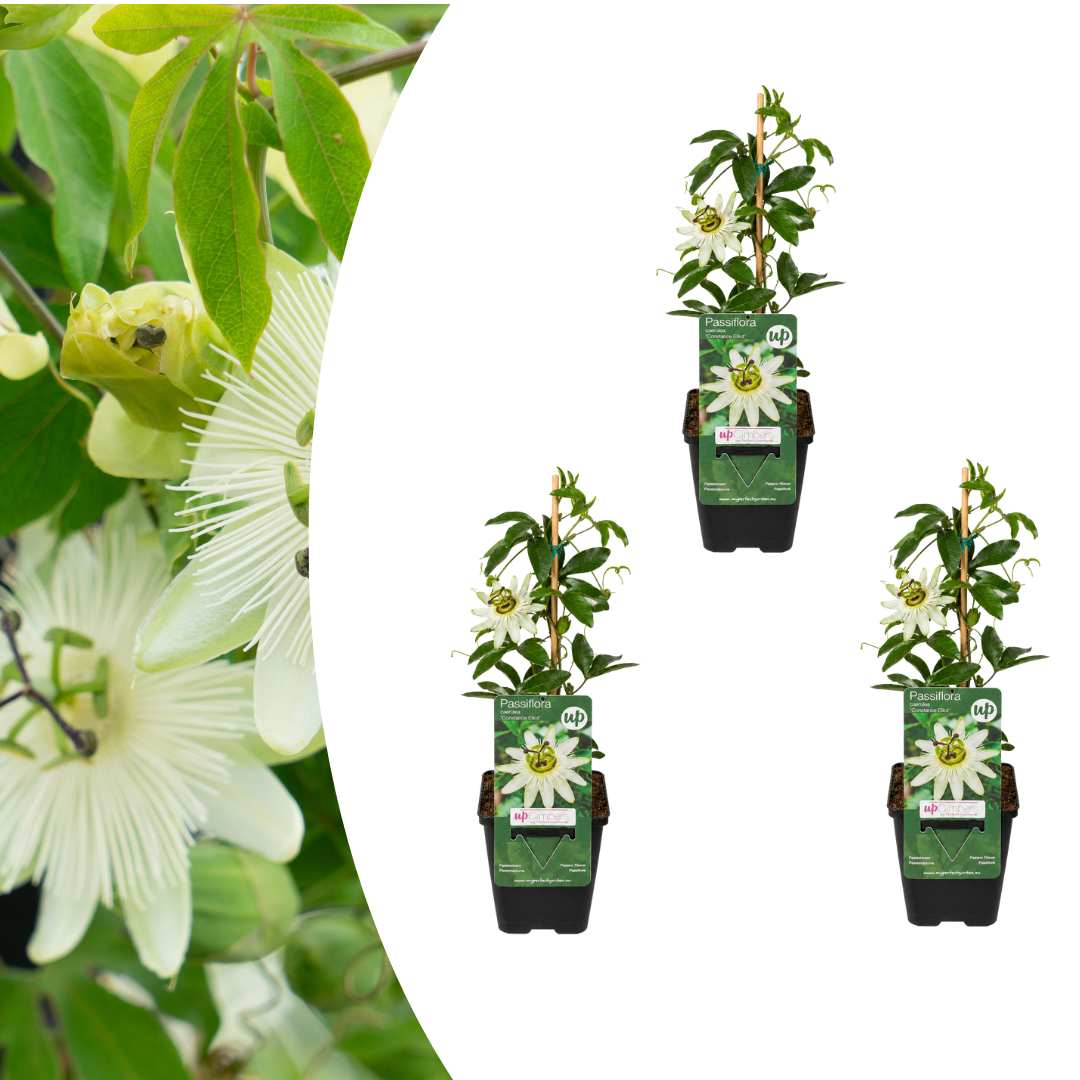 3x Passiflora caerulea ‘Constance Elliott’ – P9 pot – elegant white-flowering passion flower