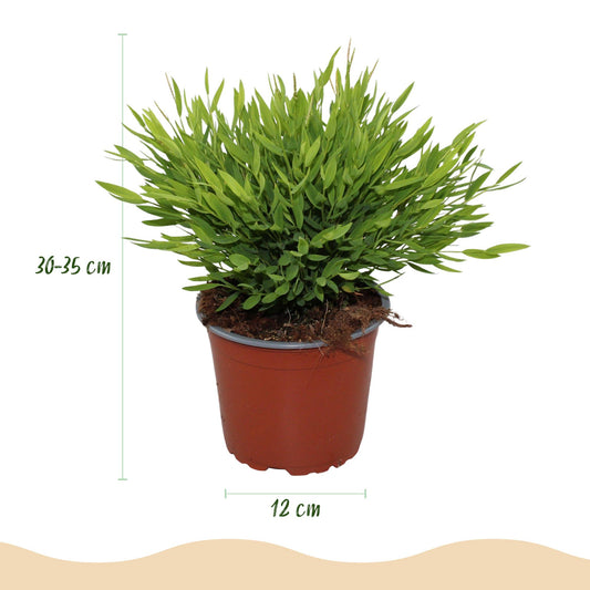 Green boutiQ - Kamerplant - Bamusa Pogonatherum Monica - Bamboegras - Huisdiervriendelijk - Groen - 2 Planten - Pot 12cm - Hoogte 30-35cm