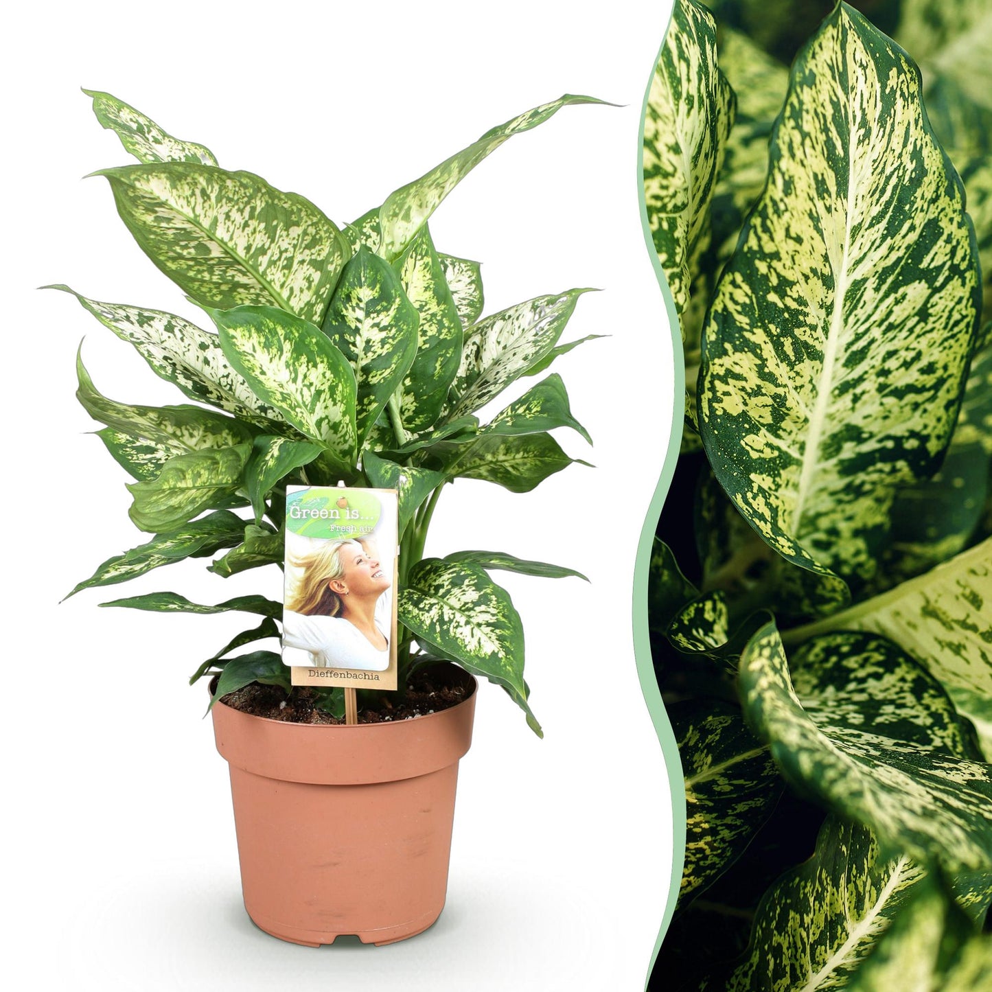 Green BoutiQ - Green is... Houseplants - Diefenbachia Compacta - Dieffenbachia - Low maintenance - Green - 1 Plant - Pot 17cm - Height 45-50cm