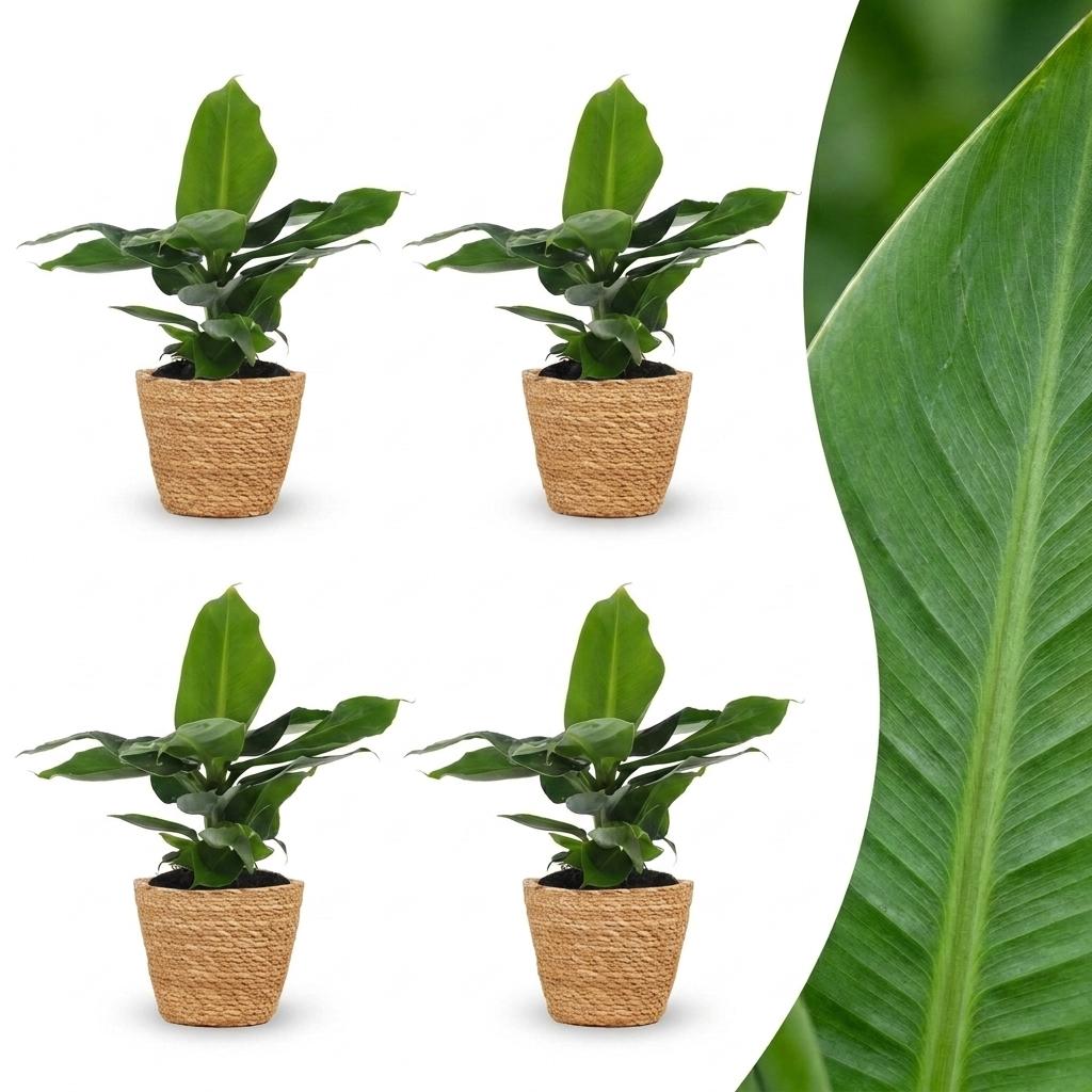 Green boutiQ - Musa Oriental Dwarf - Oriental Dwarf Banana - 4 Plants - with Seagrass Basket - Pot 12cm - Height 30cm