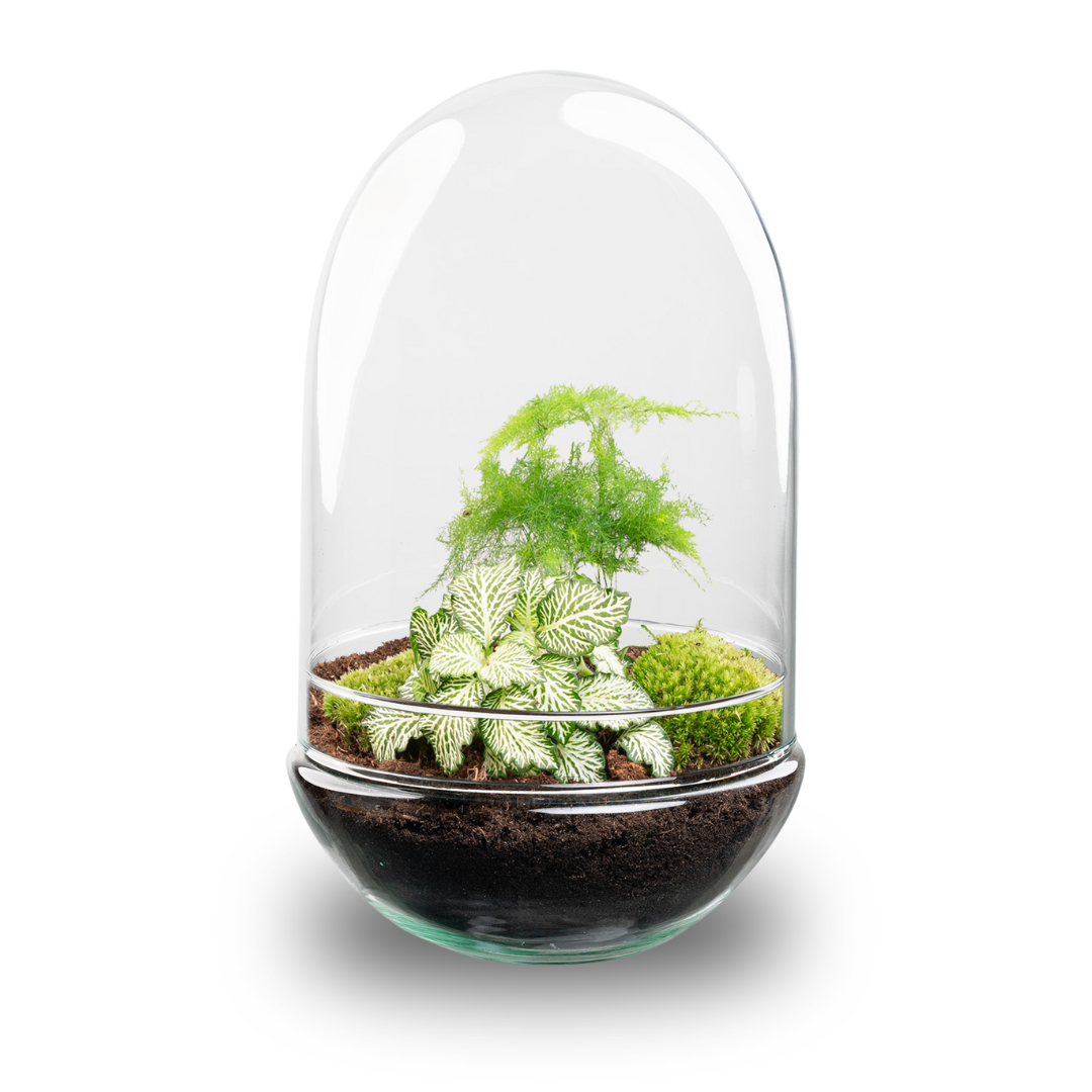 DIY Plant terrarium two-piece glass dome - Egg XL - Ø 17.5 cm ↑ 30 cm