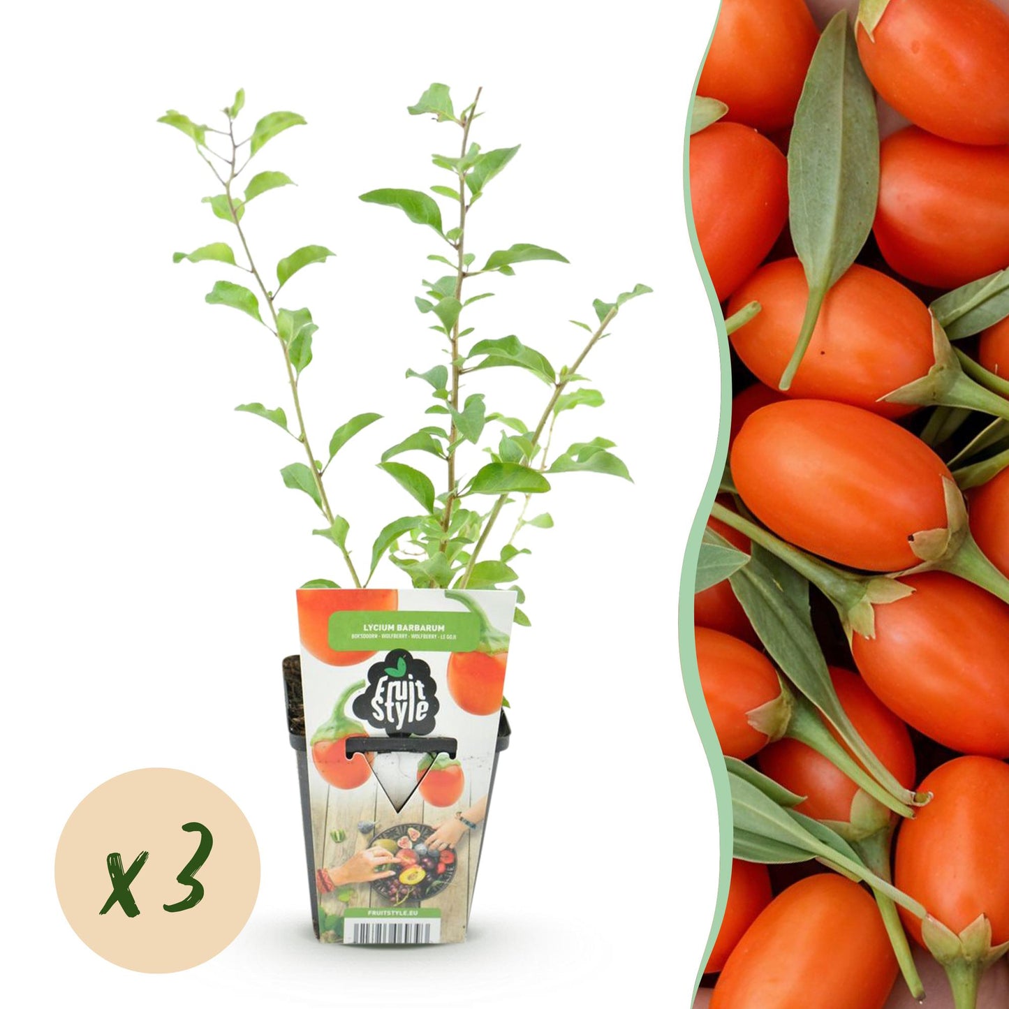 Fruit Plants - Goji Berries - Lycium Barbarum - Hardy - 3 Plants - 9 cm Pot - Orange - Red Fruit