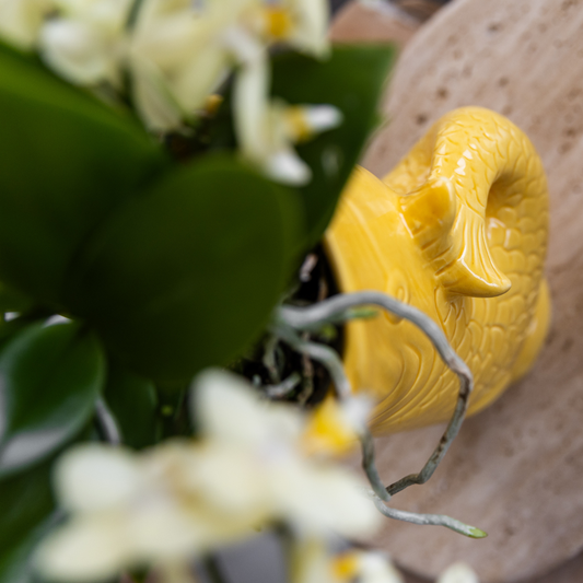 Compagnia di colibrì | Set regalo Tramonto Mediterraneo | Set di piante con orchidea Phalaenopsis Lausanne bianca e piante grasse, incl. vasi decorativi in ​​ceramica