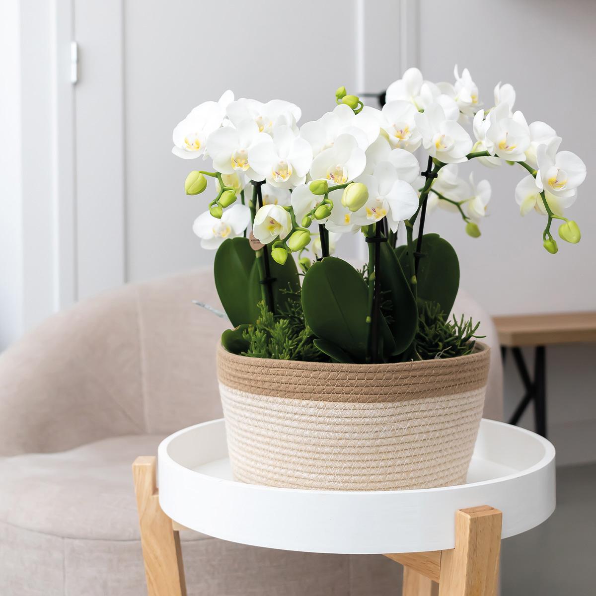 Hummingbird Orchids | orange plant set in Cotton Basket incl. water reservoir | three orange orchids Bolzano 9cm and three green plants | Jungle Bouquet orange with self-sufficient water reservoir