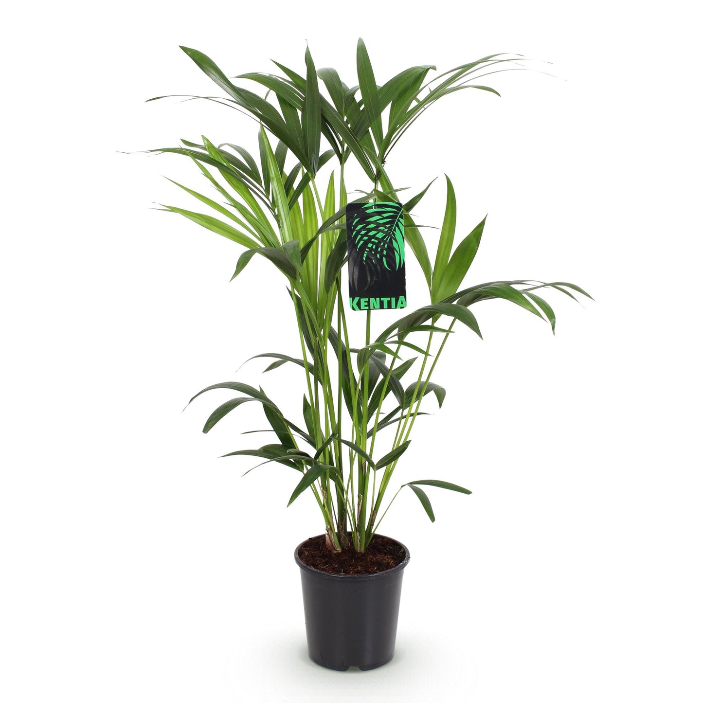 Green boutiQ - Houseplant - Howea Forsteriana - Kentia Palm - Low Maintenance - Green - 1 plant - Pot 19cm - Height 80-85cm